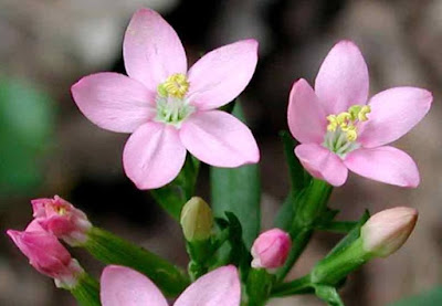 Flor'essentielles (Laurence HEIMLICH) à Beire-le-Châtel