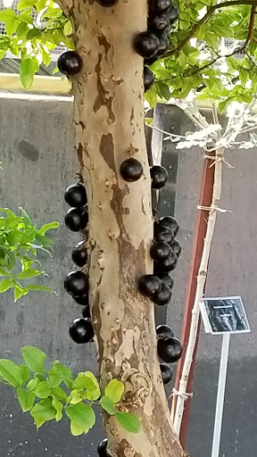 Botanical Garden «Mitchell Park Horticultural Conservatory», reviews and photos, 524 S Layton Blvd, Milwaukee, WI 53215, USA