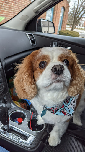 Pet Supply Store «Wiggle Butt Pet Supply & Grooming», reviews and photos, 630 Busse Hwy, Park Ridge, IL 60068, USA