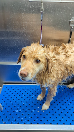 Pet Store «Laconia Pet Center», reviews and photos, 1343 Union Ave, Laconia, NH 03246, USA