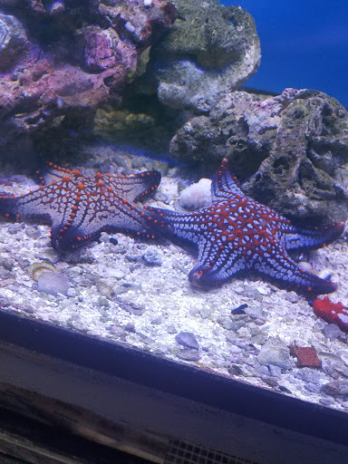 Pet Supply Store «House of Pets Inc», reviews and photos, 29500 Ford Rd, Garden City, MI 48135, USA