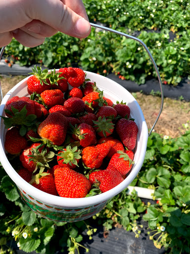 Lilley Farms Strawberries