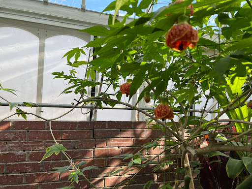 Botanical Garden «Phipps Conservatory and Botanical Gardens», reviews and photos, 1 Schenley Drive, Pittsburgh, PA 15213, USA