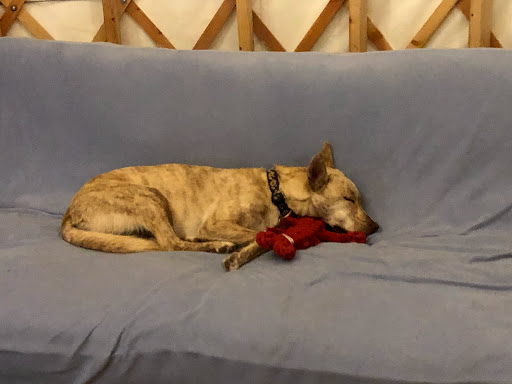 Pet Supply Store «Bark Harbor», reviews and photos, 150 Main St # 3, Bar Harbor, ME 04609, USA