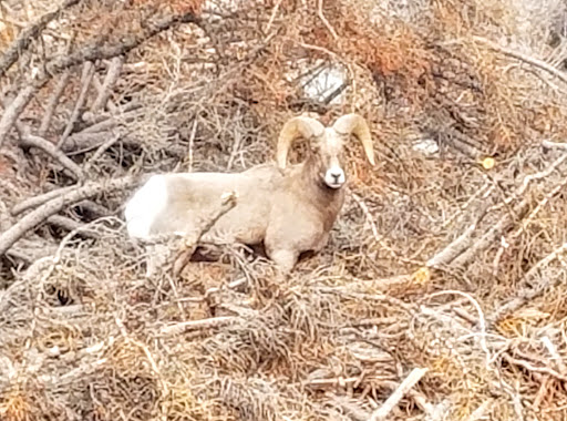 Golf Club «Cedar Hills Golf Club», reviews and photos, 10640 Clubhouse Dr, Pleasant Grove, UT 84062, USA
