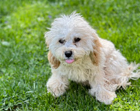 David's Pet Services, LLC - Photo 8 - Car repair in , Hartford