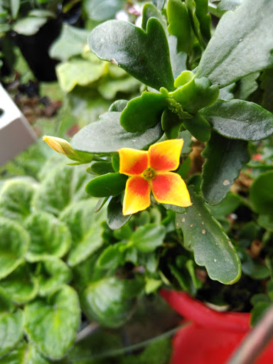 Hardware Store «Ace Hardware», reviews and photos, 3636 S Washington Ave, Titusville, FL 32780, USA