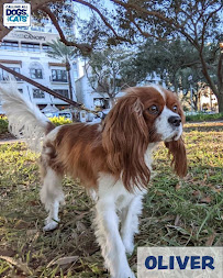 Calling All Dogs & Cats of Central Pinellas - Photo 5 - Car repair in , St. Petersburg
