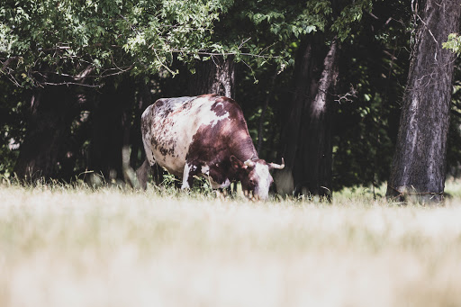 History Museum «OIiver Kelley Farm», reviews and photos, 15788 Kelly Farm Rd NW, Elk River, MN 55330, USA