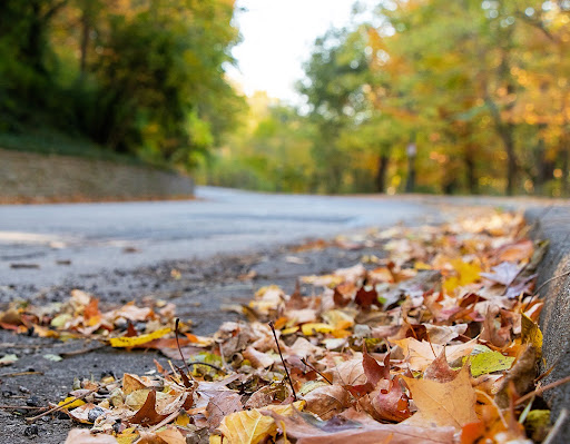 Park «Burnet Woods», reviews and photos, 3251 Brookline Ave, Cincinnati, OH 45220, USA