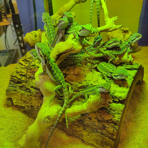Pet Store «Tye-Dyed Iguana - Reptiles», reviews and photos, 1905 W U.S. 50, Fairview Heights, IL 62208, USA