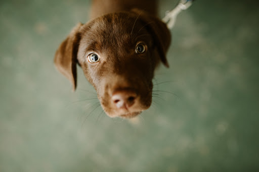 Pet Supply Store «Sellwood Pet Supply», reviews and photos, 8334 SE 17th Ave, Portland, OR 97202, USA