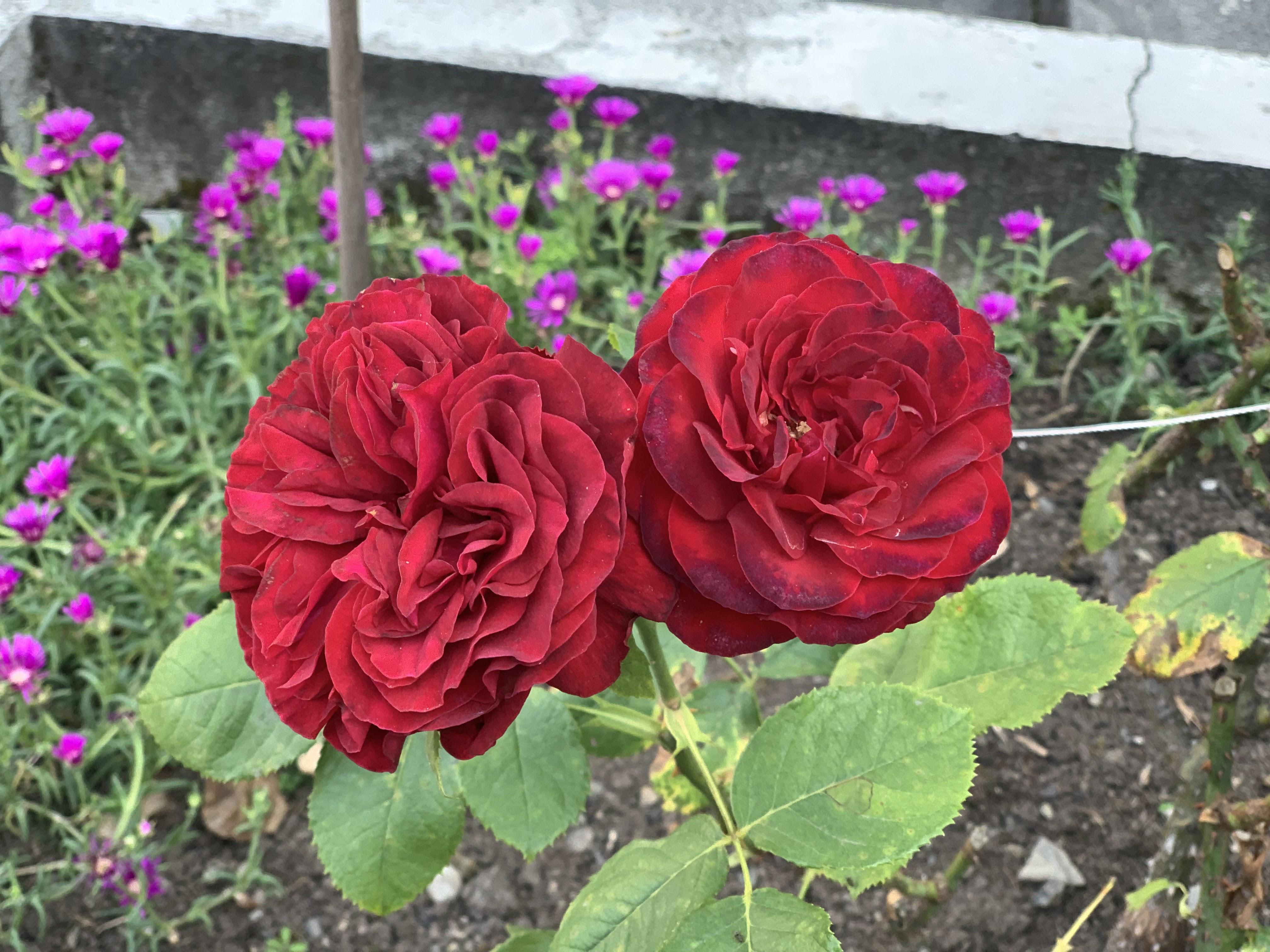 Photo n° 17 de l'avis de Alina.o fait le 11/07/2019 à 00:46