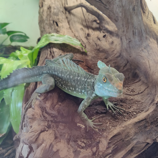 Pet Store «Tye-Dyed Iguana - Reptiles», reviews and photos, 1905 W U.S. 50, Fairview Heights, IL 62208, USA