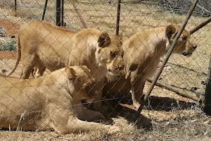 Khora Lion Park image