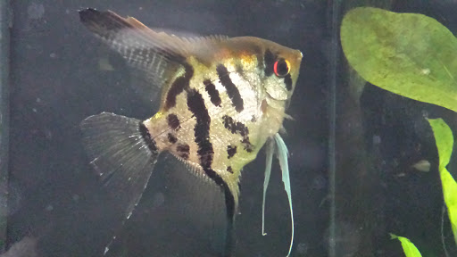 Müller U. Der Zoo-Shop unter Brandis, 