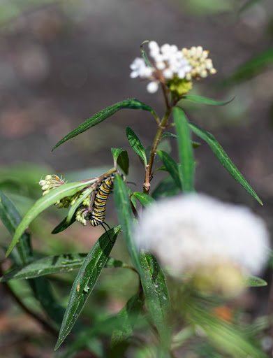 Plant Nursery «Wilcox Nursery», reviews and photos, 12501 Indian Rocks Rd, Largo, FL 33774, USA