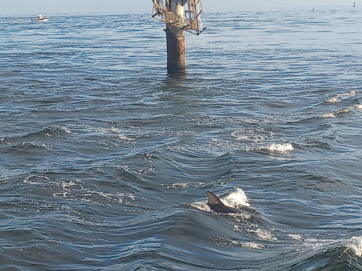 Sightseeing Tour Agency «Southern Star Dolphin Cruises», reviews and photos, 100 Harbor Blvd, Destin, FL 32541, USA