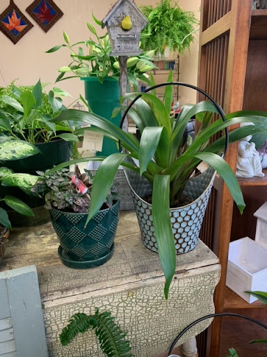 Florist «Park Place Florist and Garden Center», reviews and photos, 72 Park St, Rutland, VT 05701, USA