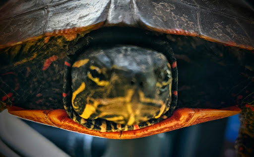 Pet Supply Store «Petco Animal Supplies», reviews and photos, 168 Ames Dr, Barre, VT 05641, USA