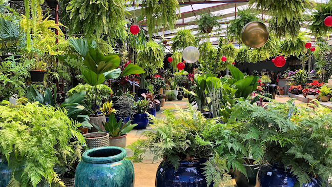 Avaliações sobre Floricultura Izabela Plantas Garden em Belo Horizonte - Floricultura