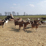 Photo n°2 de l'avis de S. fait le 28/03/2022 à 07:18 sur le  Ziegenkäserei & Wiesencafe Karolinenhof à Kremmen