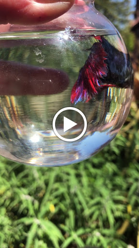 Pet Supply Store «Sonoma Pet and Aquatics», reviews and photos, 201 W Napa St #7, Sonoma, CA 95476, USA