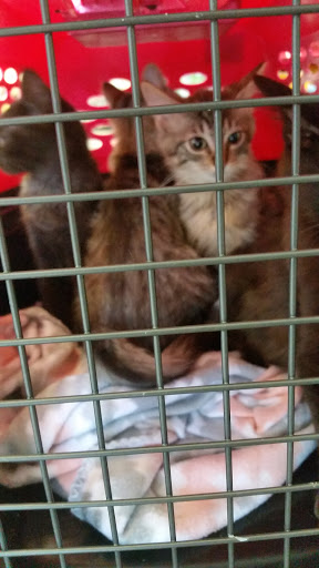 Pet Supply Store «Petco Animal Supplies», reviews and photos, 5700 100th St SW, Lakewood, WA 98499, USA