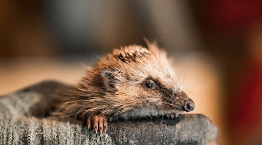 Tierärzte Dr. Frank unter Weidenbach, Bayern