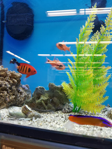 Tropical Fish Store «Aquatic Wildlife Co», reviews and photos, 70 Buckland Rd, South Windsor, CT 06074, USA