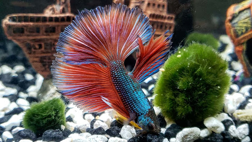 Pet Supply Store «PetSmart», reviews and photos, 2477 Naglee Rd, Tracy, CA 95304, USA