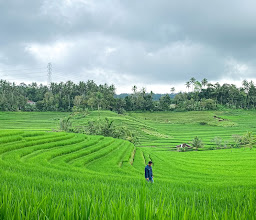Belimbing Rice Terraces photo