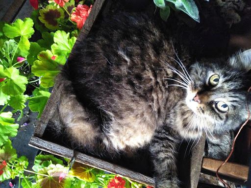 Florist «By the Bunch», reviews and photos, 7042 SE Milwaukie Ave, Portland, OR 97202, USA