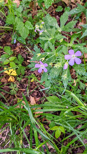 Nature Preserve «Gummere Woods And Marsters Preserve Trail», reviews and photos, 4 Wheeler Rd, North Grafton, MA 01536, USA