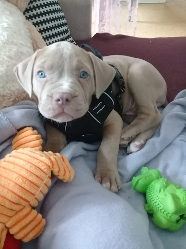 Dr. Gabriel Draghici jr. vet unter Bischberg, Bayern