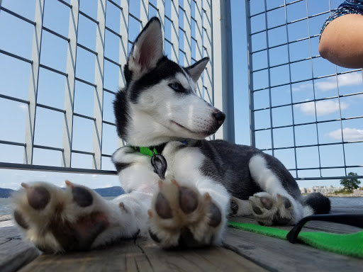 Park «Pierson Park», reviews and photos, 238 W Main St, Tarrytown, NY 10591, USA