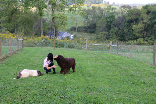 Pet Store «Furry Babies Inc», reviews and photos, 3340 Mall Loop Dr, Joliet, IL 60431, USA