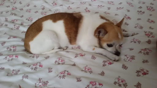 Centro Veterinario Los Llanos en Granadilla de Abona