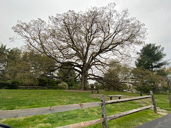 Travilah Oak Tree