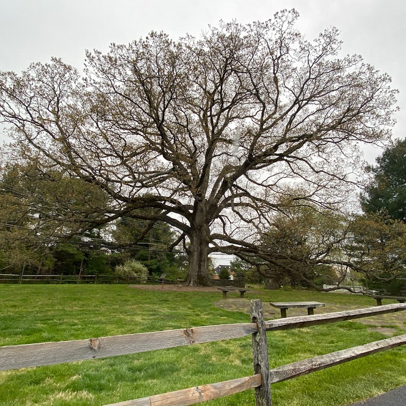 Travilah Oak Tree