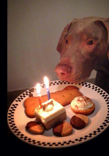 The Dog Bakery - Fresh Baked Treats, Dog Birthday Cakes & Healthy Food image