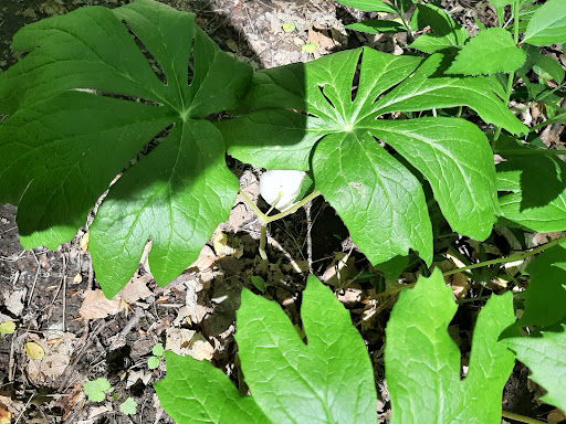 Nature Preserve «Meltzer Woods», reviews and photos, 1522 S 600 E, Shelbyville, IN 46176, USA