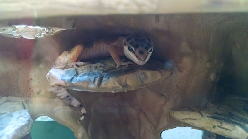 Pet Supply Store «Petco Animal Supplies», reviews and photos, 1049 S Willow St, Manchester, NH 03103, USA