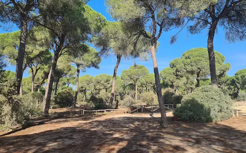 Pinar de la Colonia Monte Algaida. image