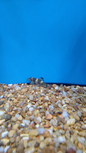 Pet Supply Store «Petco Animal Supplies», reviews and photos, 3680 Spencer Hwy, Pasadena, TX 77504, USA