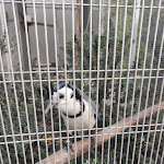 Photo n°3 de l'avis de Giovanni.b fait le 01/01/2022 à 19:40 sur le  La Cortigiana Del Re à Somma Vesuviana