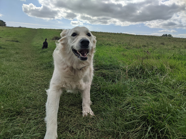 Doggo Joggo - Dog trainer