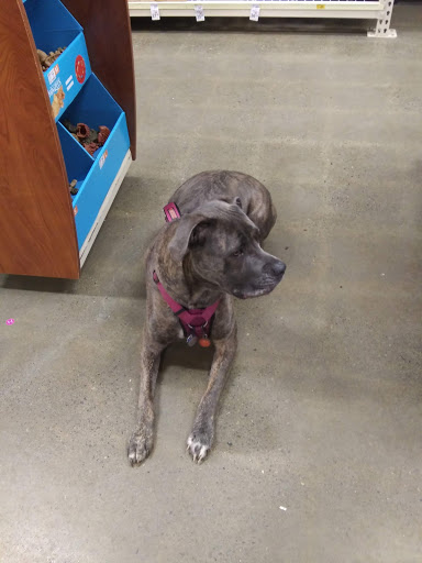 Pet Supply Store «PetSmart», reviews and photos, 279 E Fairmount Ave, Lakewood, NY 14750, USA