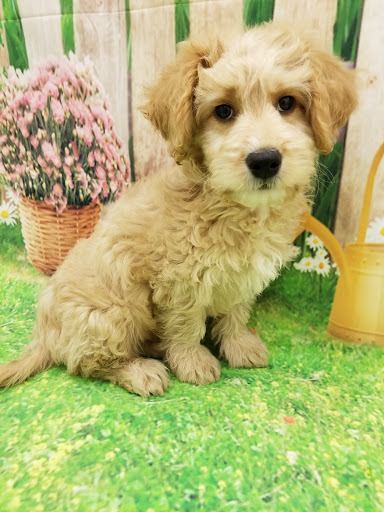 Pet Store «Happiness Is Pets», reviews and photos, 2936 Showplace Dr, Naperville, IL 60564, USA