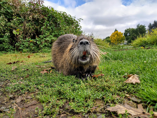 Park «Commonwealth Lake Park», reviews and photos, SW Butner Rd & SW Huntington Ave, Cedar Hills, OR 97225, USA